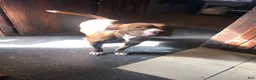Mixed Breed dogs for sale: Mixed Breed Puppy 2 - Ad 2