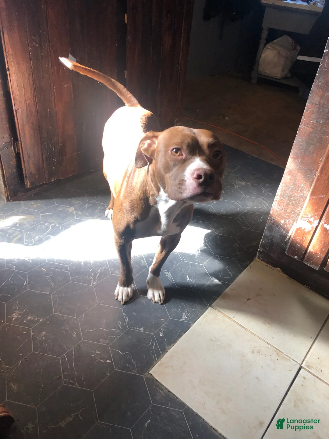 Mixed Breed dogs for sale: Mixed Breed Puppy 2 - Ad 2