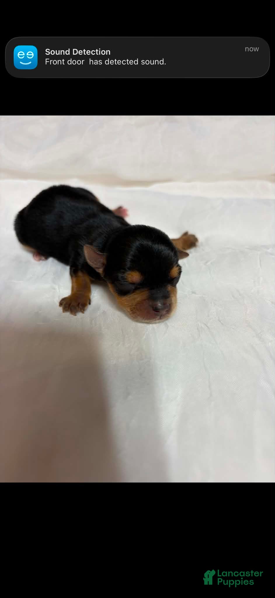 Yorkshire Terrier dogs Yorkshire Terrier 2 - Ad 35