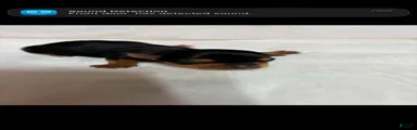Yorkshire Terrier 2