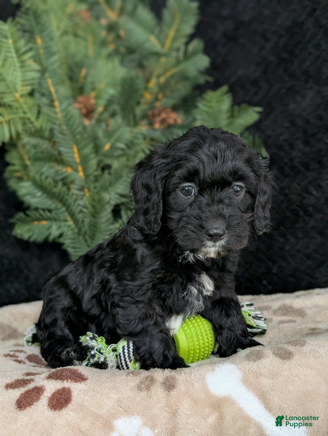 Cavapoo dogs for sale: Barney  - Ad 2