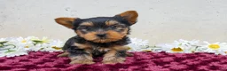 Yorkshire Terrier dogs for sale: Teddy - Ad 3