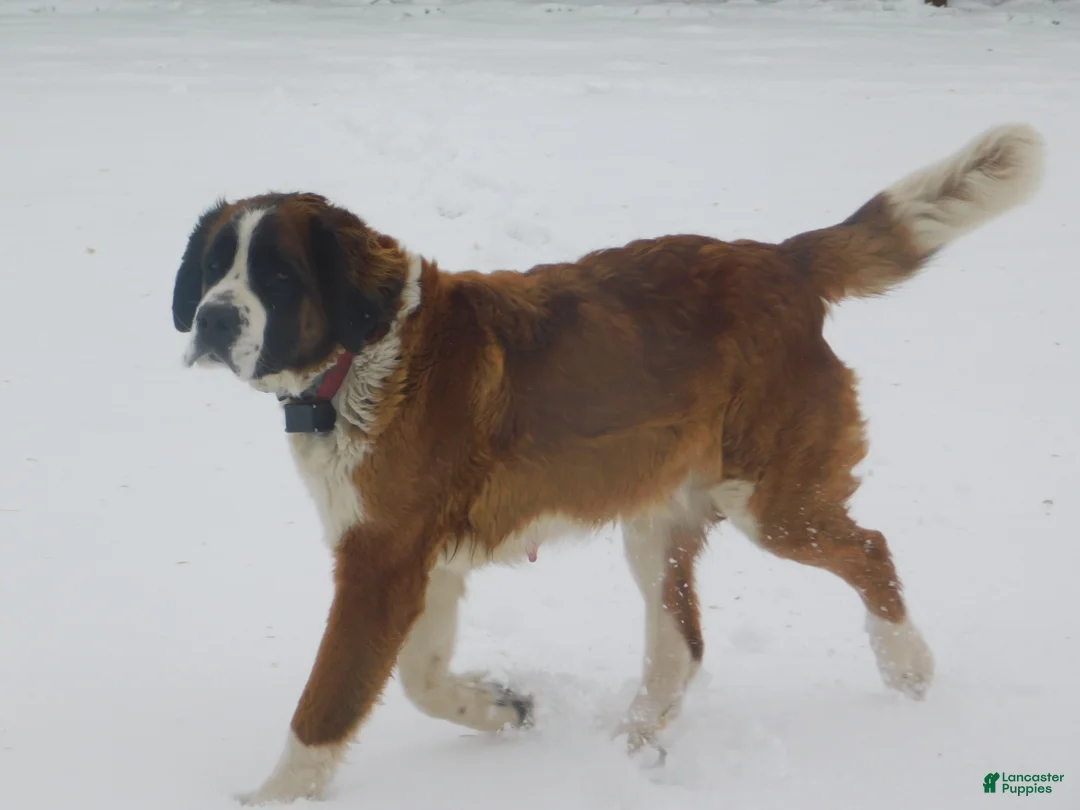 Saint Bernard dogs for sale: Sienna - Ad 3