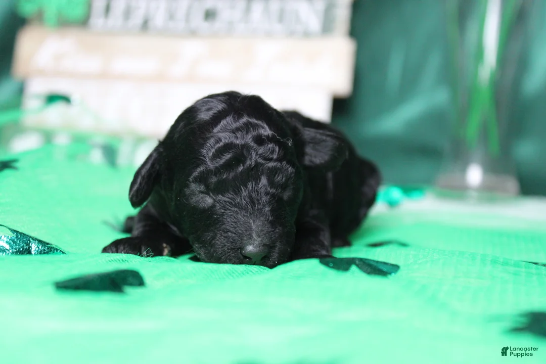 Toy Poodle dogs for sale: Ella  - Ad 2