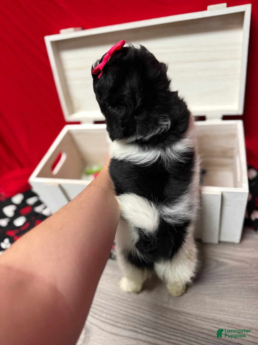 Shihpoo dogs for sale: Glinda  - Ad 17