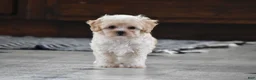 Maltipoo dogs for sale: Biscuit - Ad 6