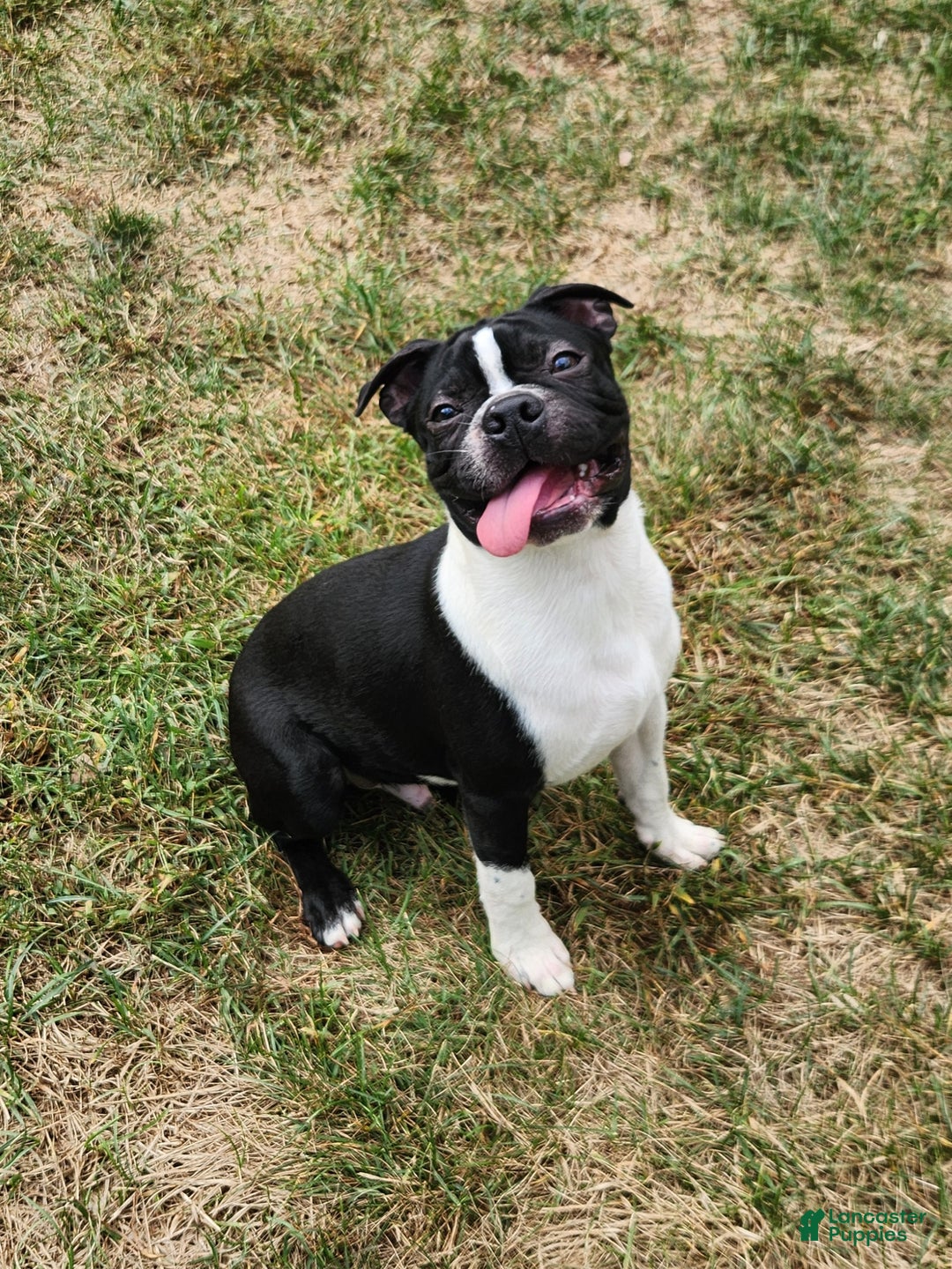 Boston Terrier dogs for sale: Cocoa  - Ad 4
