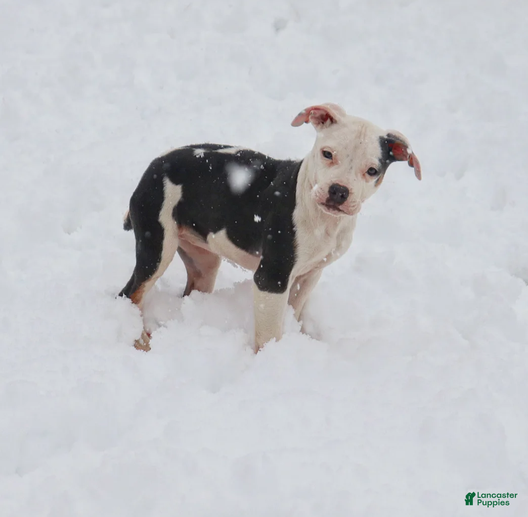 American Bully dogs Riley - Ad 11