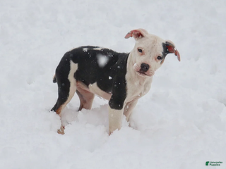 American Bully dogs Riley - Ad 11