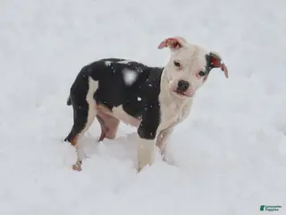 American Bully dogs Riley - Ad 22