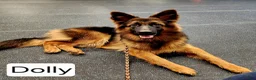 German Shepherd dogs for sale: German Shepherd 7 - Ad 2
