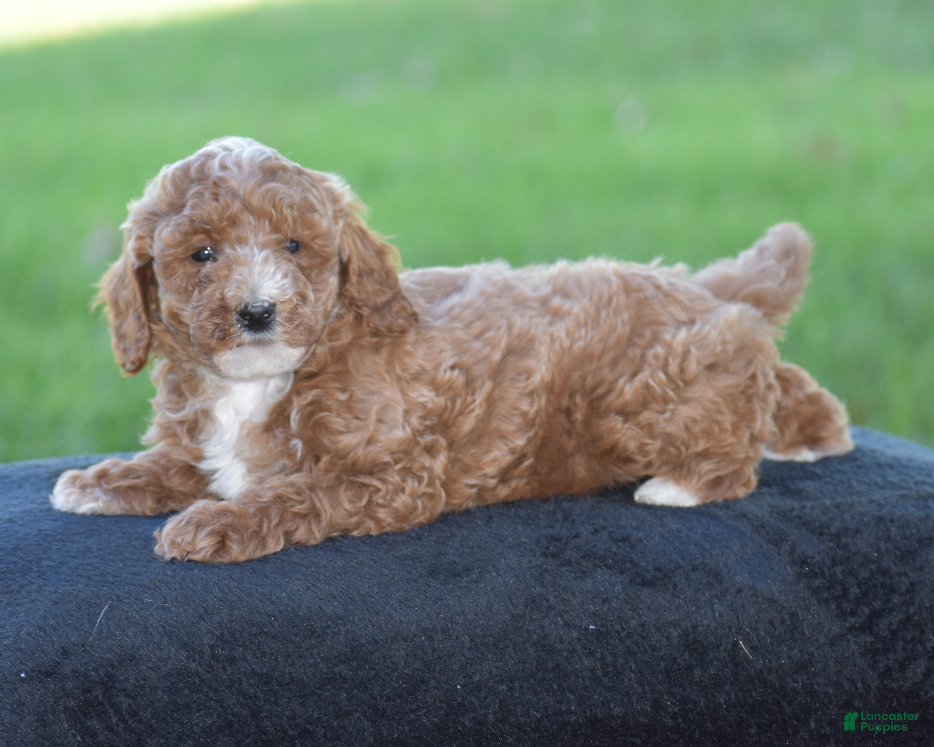Miniature Poodle dogs for sale: El Paso - Ad 2