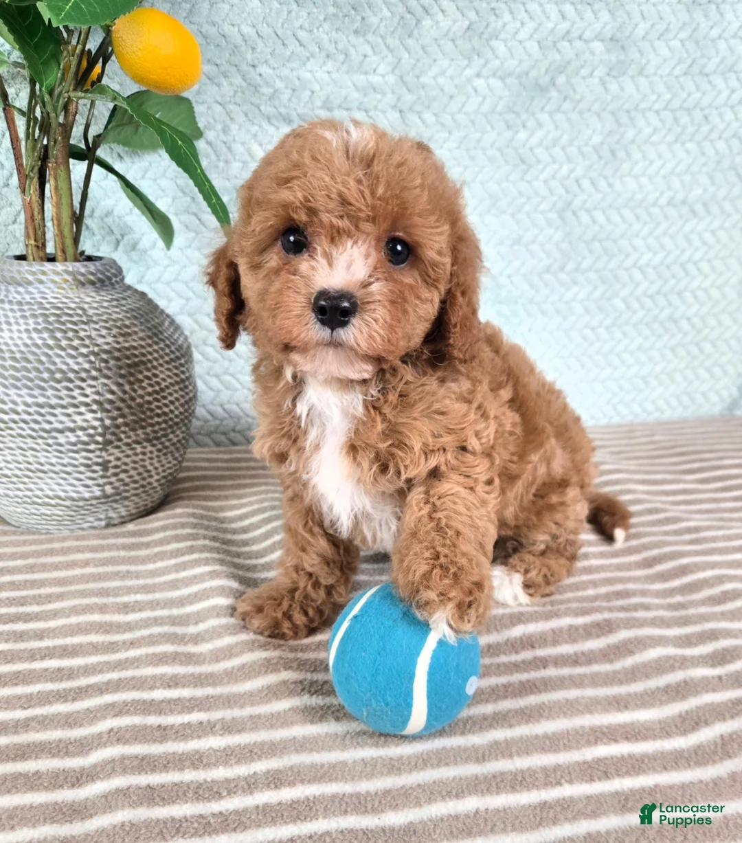 Cavapoo dogs for sale: Chestnut - Ad 2