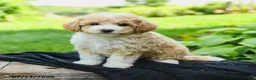 Bichpoo dogs for sale: Henley - Ad 4