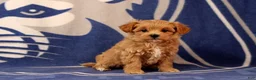 Maltipoo dogs for sale: Baby - Ad 3