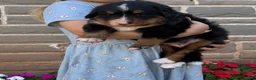 Bernese Mountain Dog dogs for sale: Bubbles - Ad 2