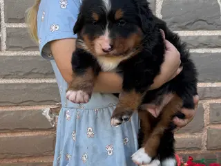 Bernese Mountain Dog dogs Bubbles - Ad 2