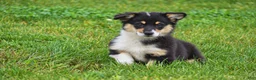 Welsh Corgi Pembroke dogs for sale: Jacey - Ad 4