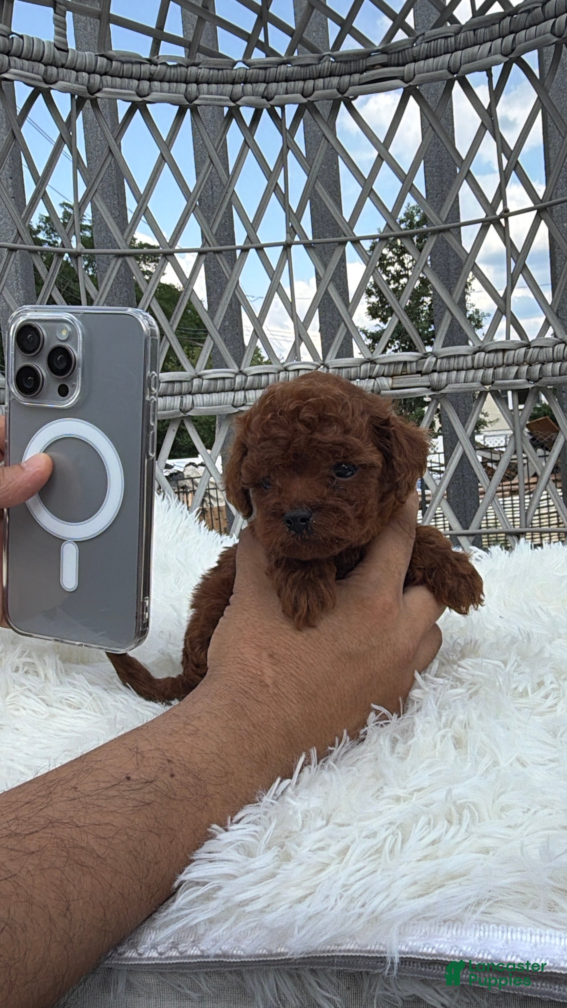Toy Poodle dogs Teacup poodle Chinese bloodline  - Ad 1