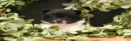 Pomeranian dogs for sale: Zoe - Ad 2