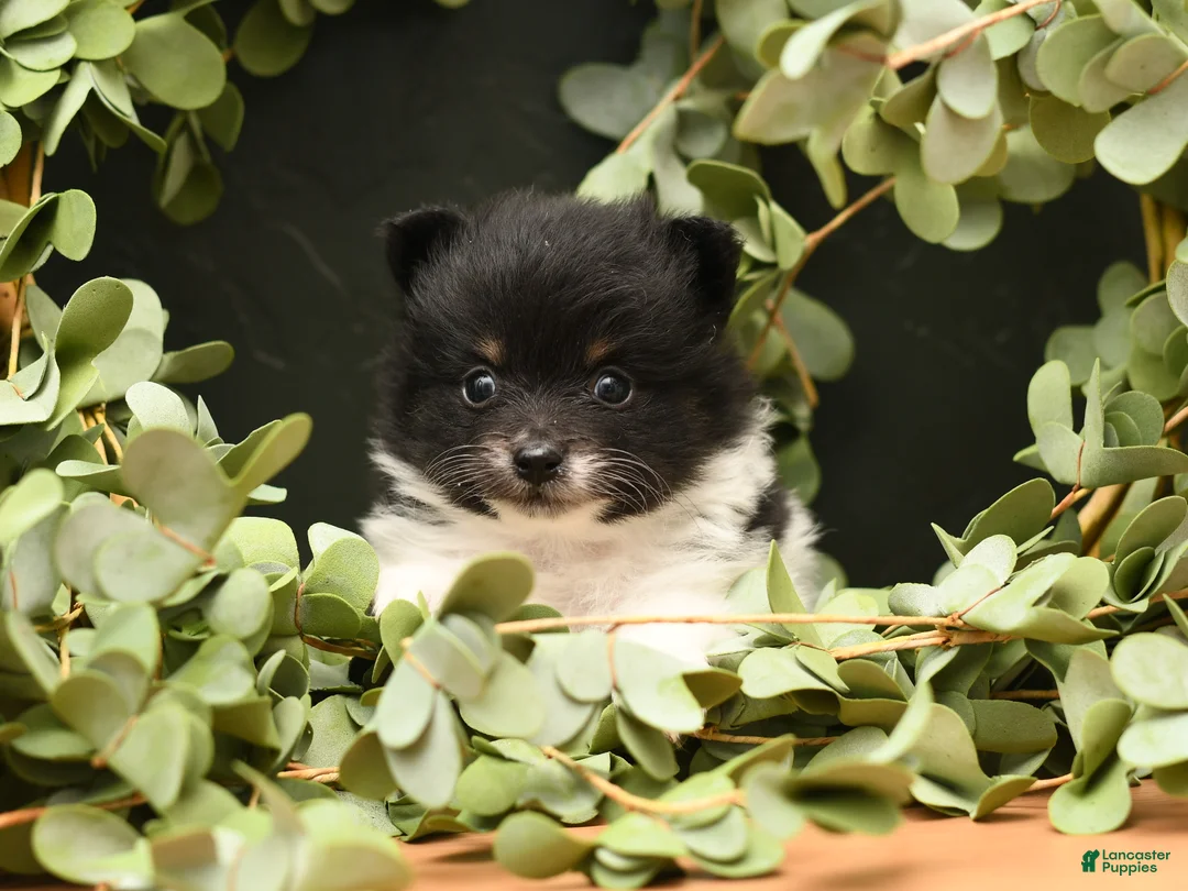 Pomeranian dogs for sale: Zoe - Ad 2