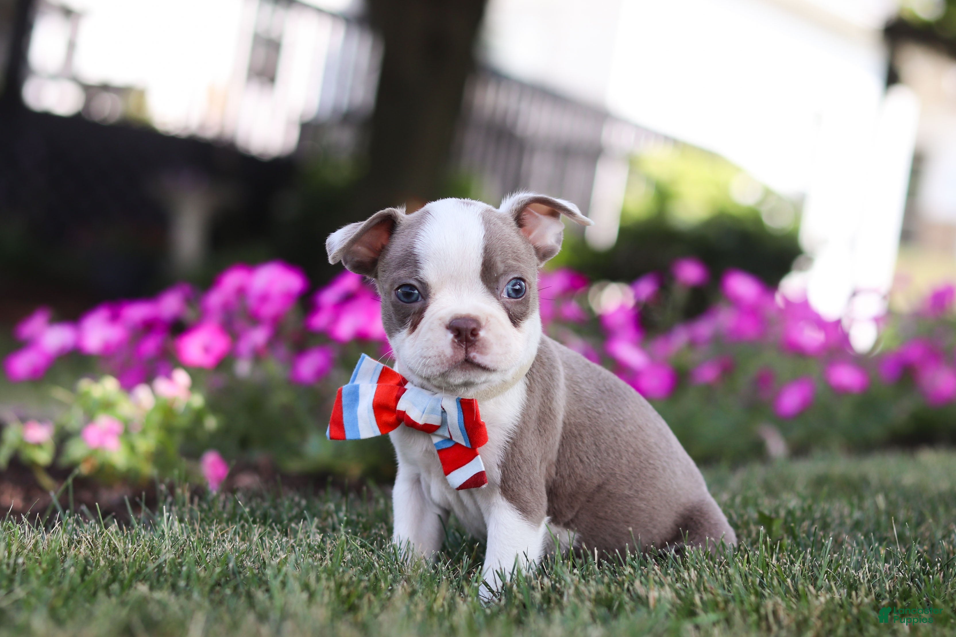Boston Terrier dogs Bingo - Ad 2