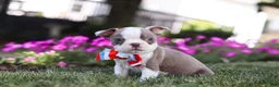 Boston Terrier dogs for sale: Bingo - Ad 2