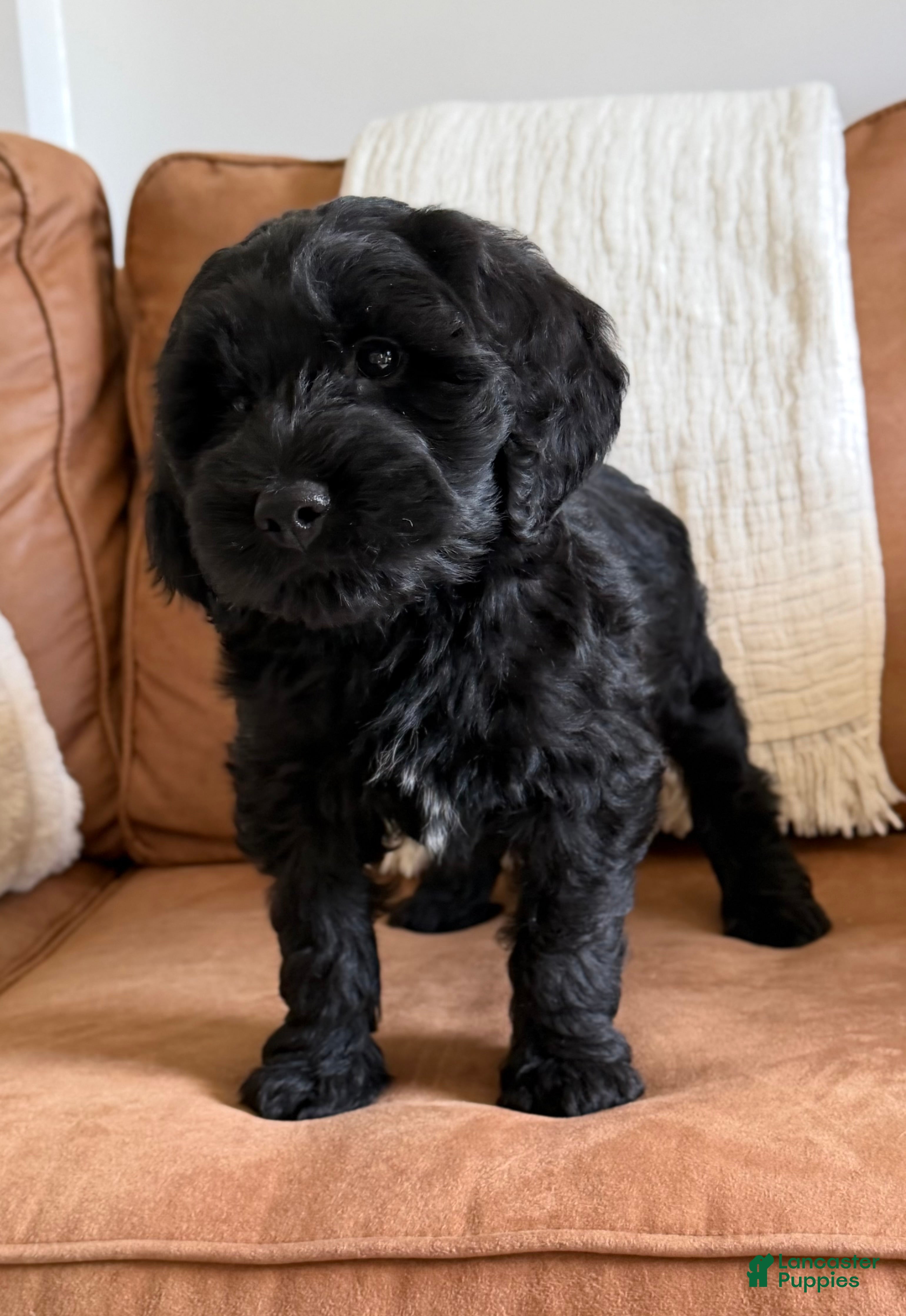 Goldendoodle dogs Thumper  - Ad 2