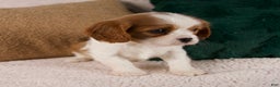 Cavalier King Charles Spaniel dogs for sale: Aspen - Ad 7