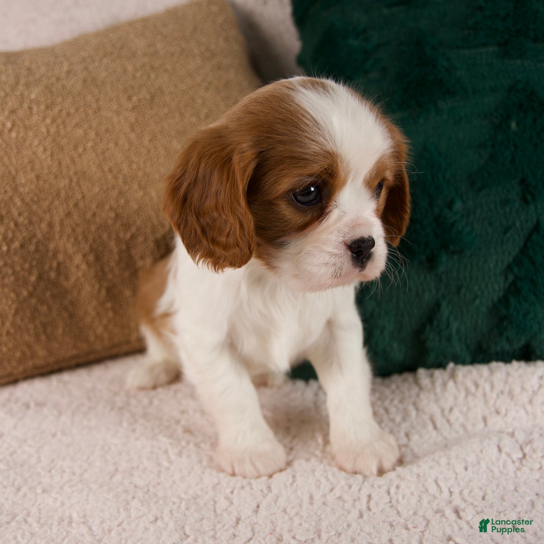 Cavalier King Charles Spaniel dogs for sale: Aspen - Ad 7