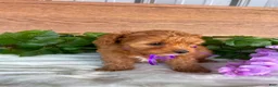 Cavapoo dogs for sale: Miss Polly - Ad 8