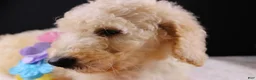 Standard Poodle dogs for sale: Dolly P - Ad 8