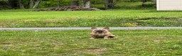 French Bulldog dogs for sale: French Bulldog 1 - Ad 2