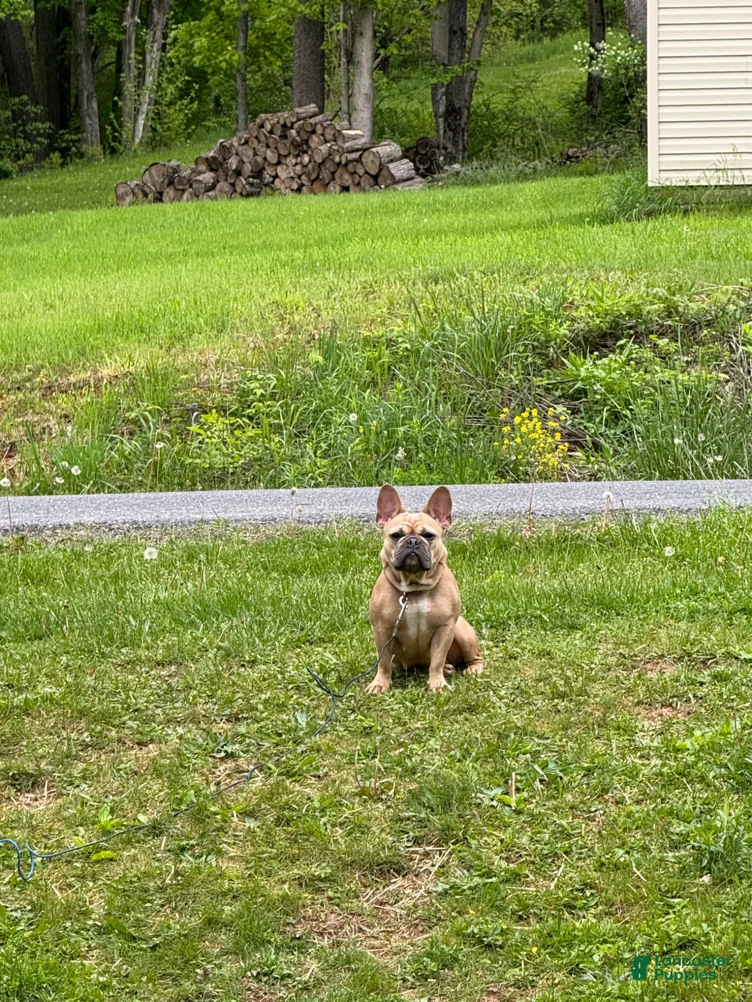 French Bulldog dogs for sale: French Bulldog 1 - Ad 2