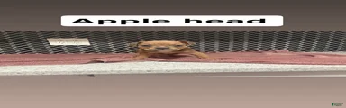 American Bully Puppy 2
