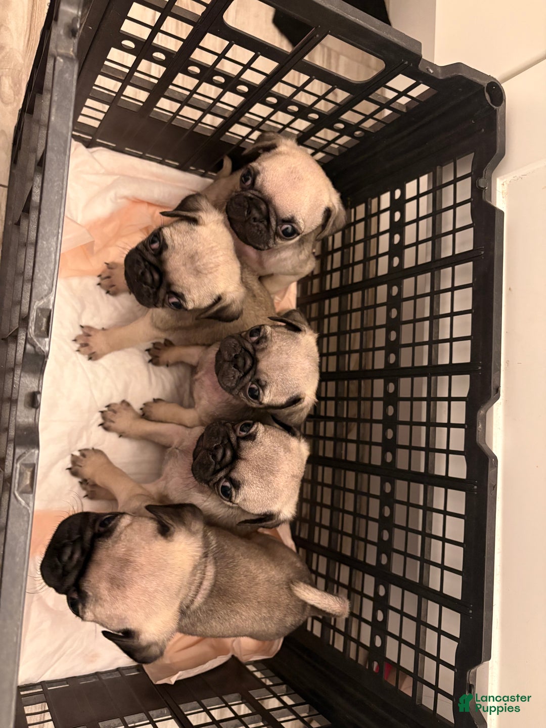 Pug dogs for sale: Pug Puppy 2 - Ad 3