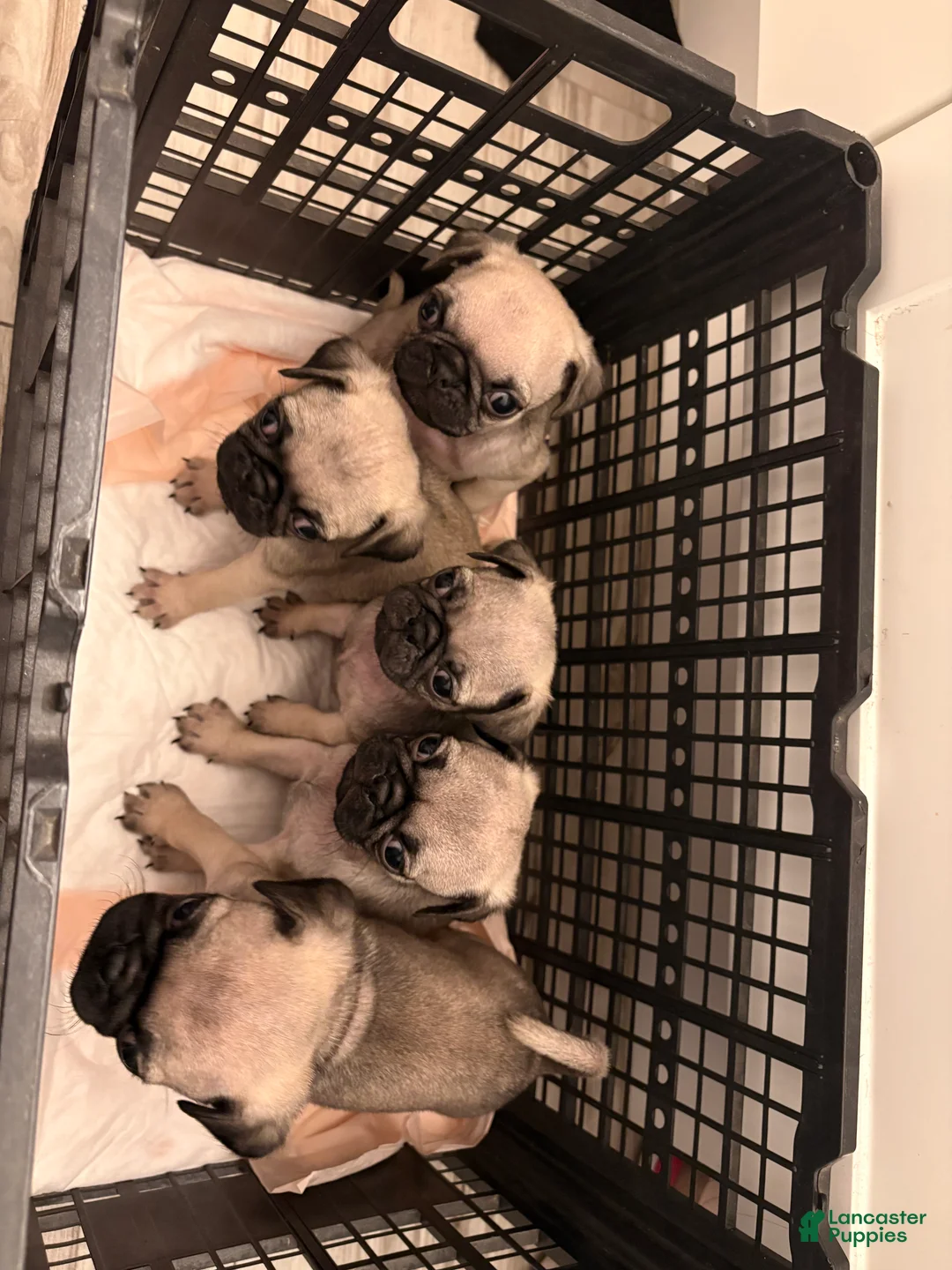 Pug dogs for sale: Pug Puppy 4 - Ad 3