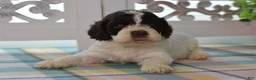 Cockapoo dogs for sale: Chase - Ad 1