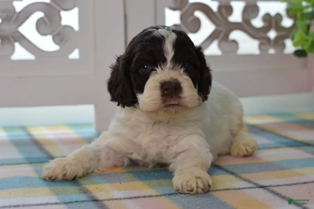 Cockapoo dogs for sale: Chase - Ad 1