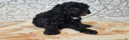 Mini Goldendoodle dogs for sale: Cole - Ad 7