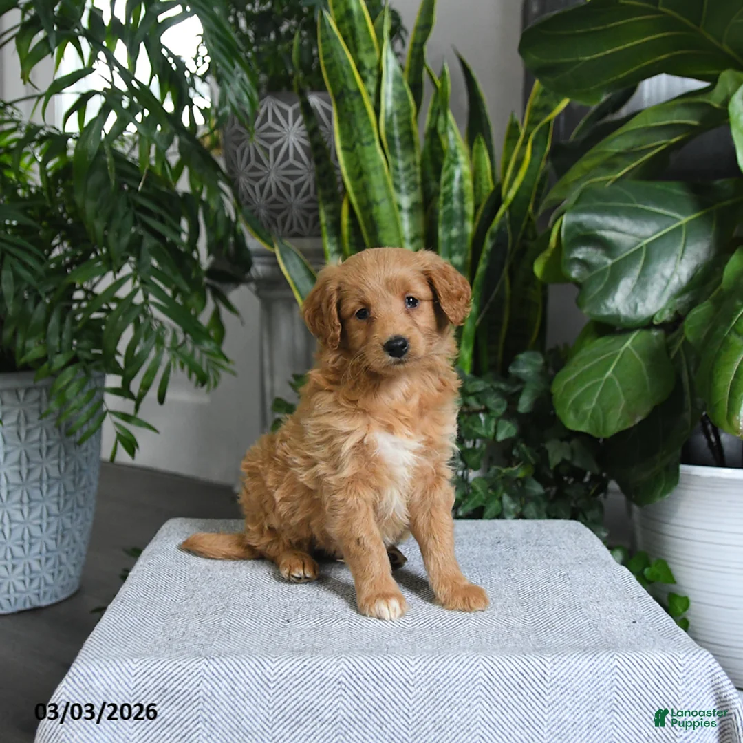 Mini Goldendoodle dogs for sale: Bonnie - Ad 5