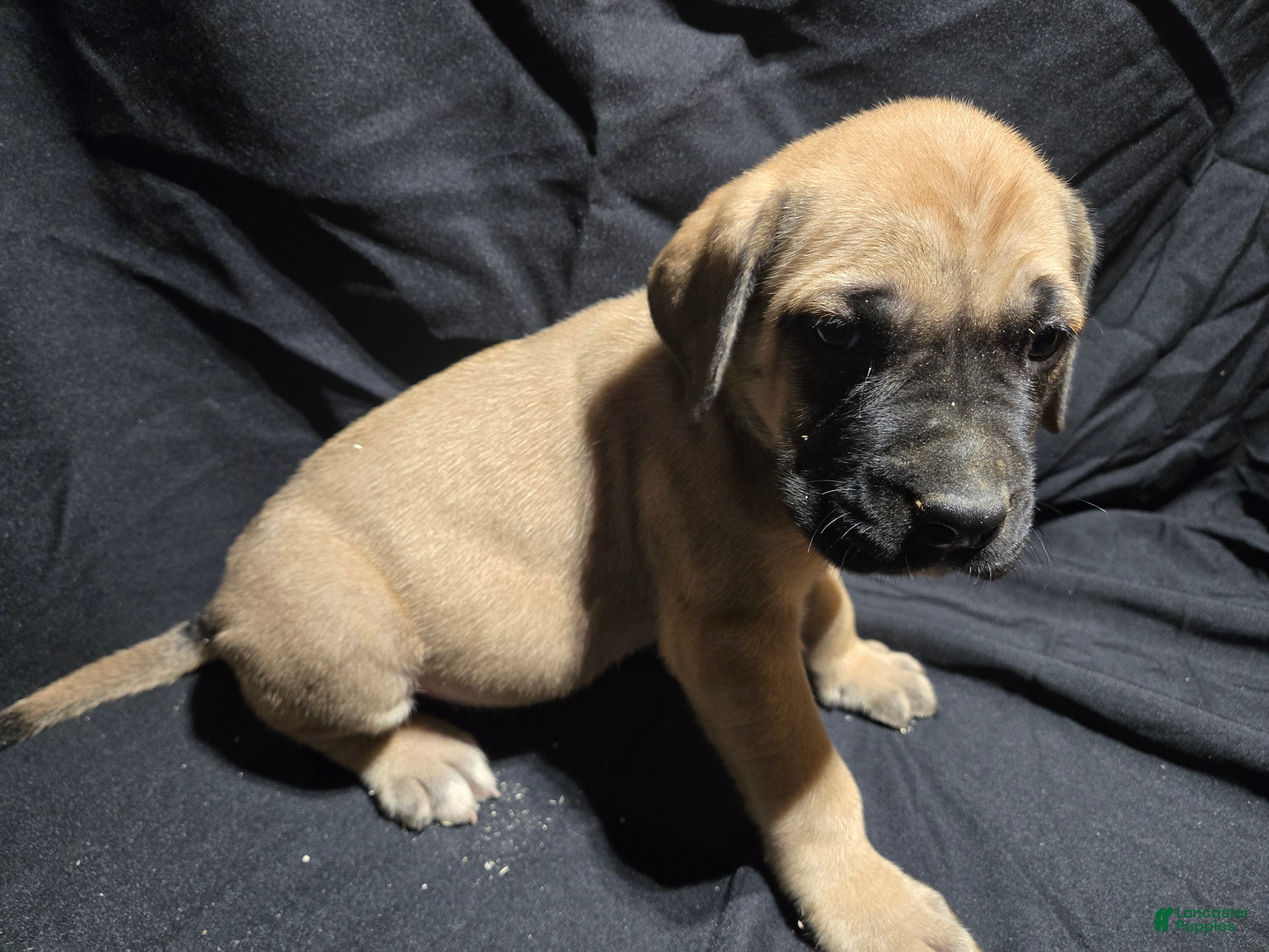 English Mastiff dogs Captain - Ad 36