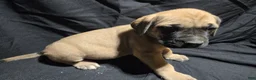 English Mastiff dogs for sale: Captain - Ad 1