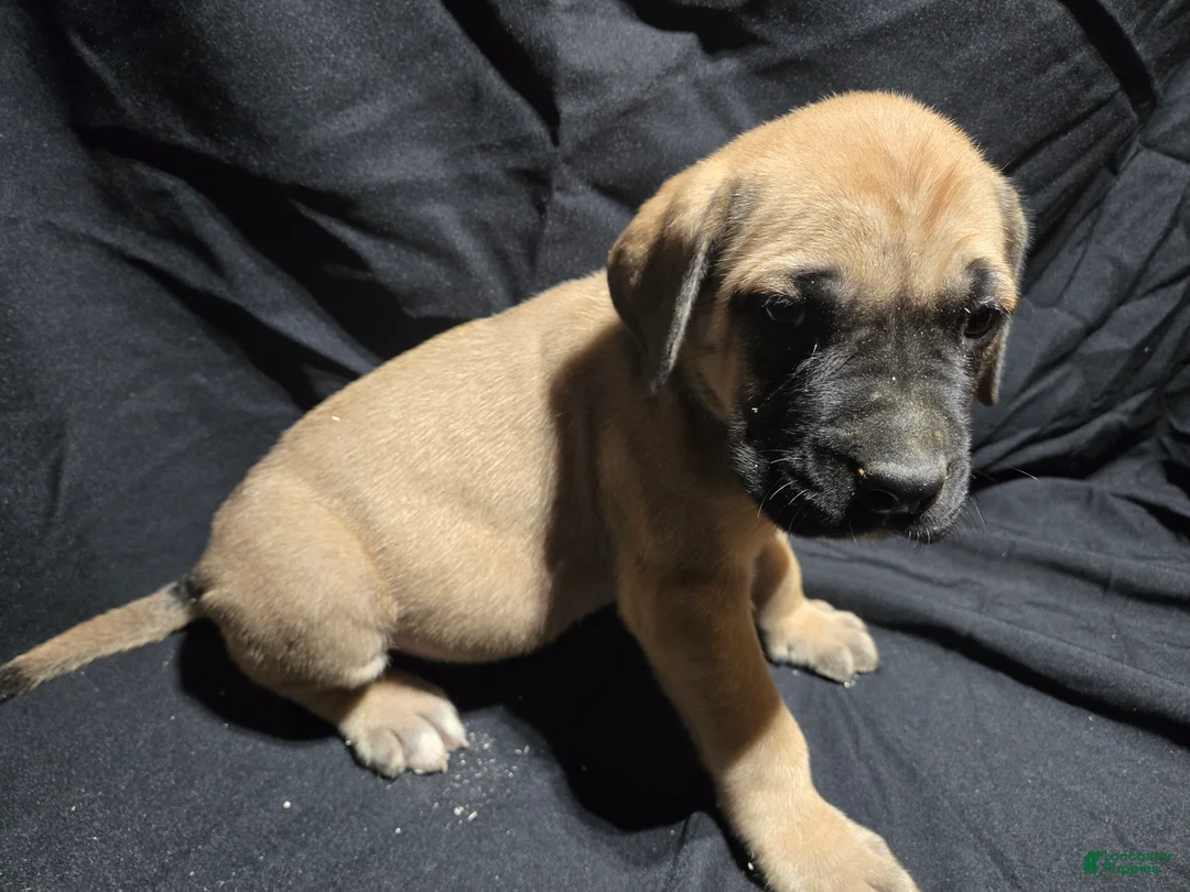 English Mastiff dogs for sale: Captain - Ad 1