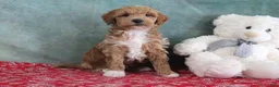Mini Goldendoodle dogs for sale: Spike - Ad 1