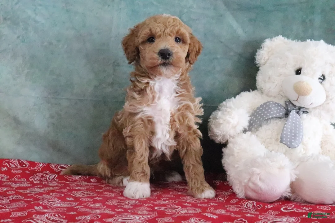 Mini Goldendoodle dogs for sale: Spike - Ad 1