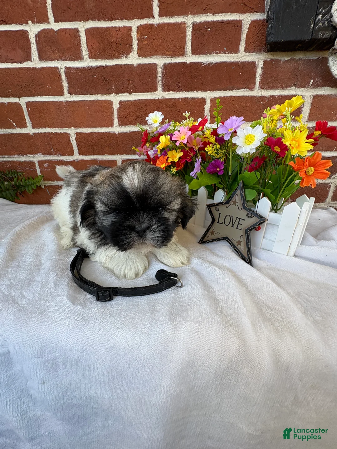 Shih Tzu dogs for sale: Presley - Ad 1