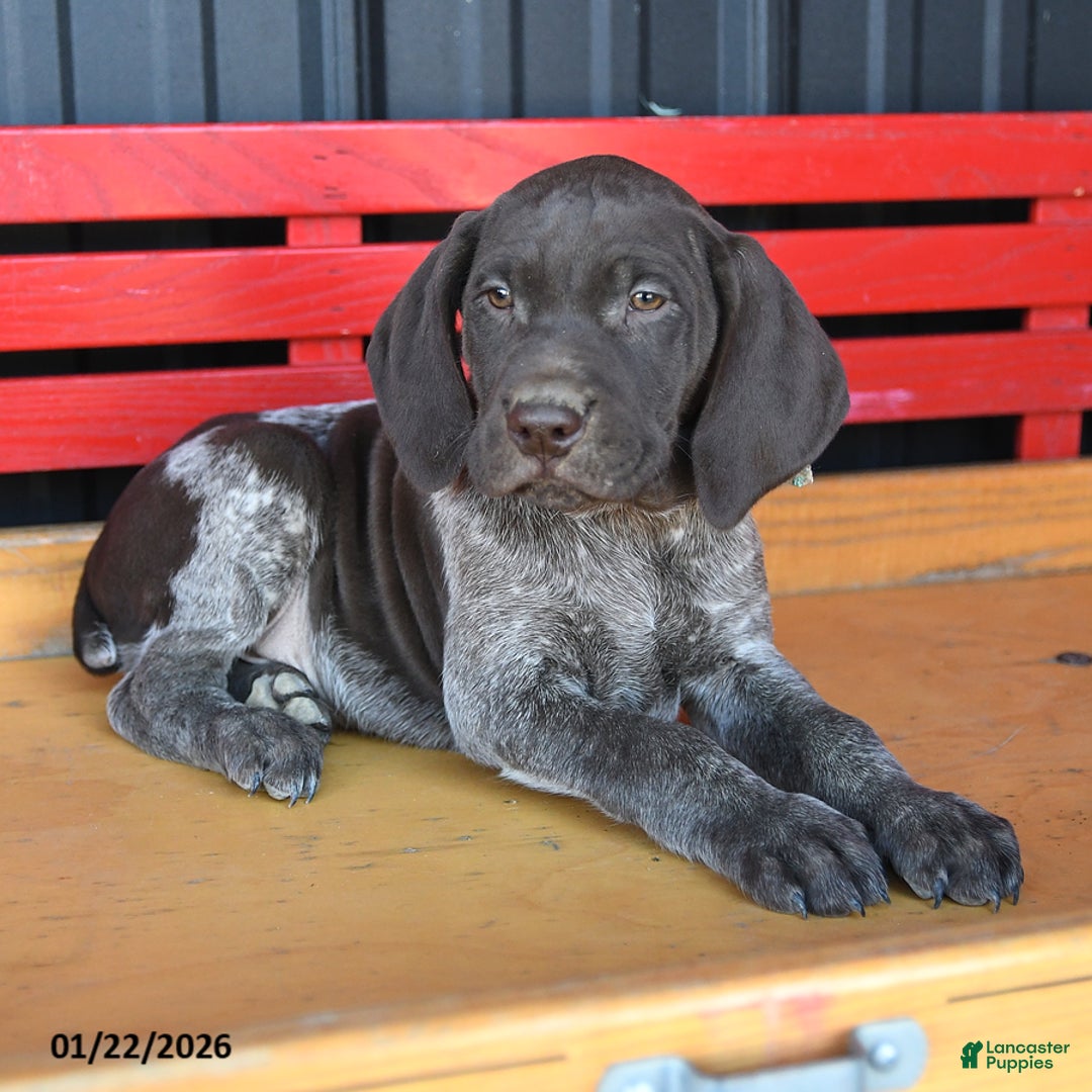 German Shorthaired Pointer dogs for sale: Max - Ad 1