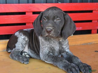 German Shorthaired Pointer dogs Max - Ad 4