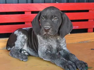 German Shorthaired Pointer dogs Max - Ad 37